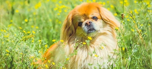 Pekingese vs Shih Tzu: 4 Key Differences Explained