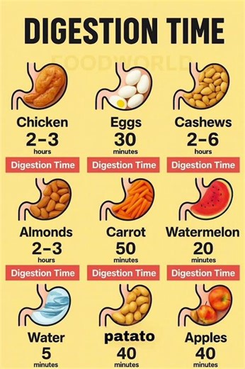 “How Long Does Your Food Take to Digest? 🍽️⏳ | Digestion Time Chart”