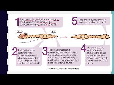 14.3 Locomotion of Earthworm (Hydrostatic Skeleton)