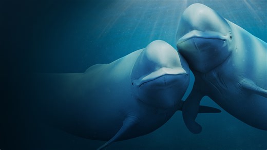 Geschichten, die sich unter der Oberfläche abspielen. Unsere Ozeane, im Original gesprochen von Barack Obama, ab 20. November auf Netflix. | Netflix