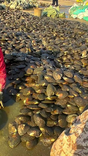 Explore Our Unique Pearl Farm Experience