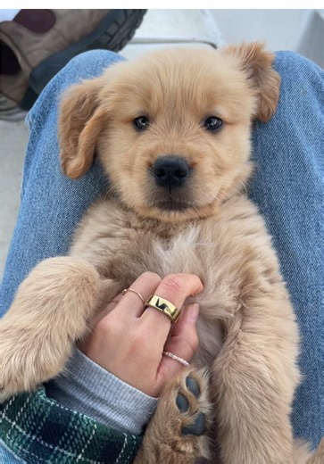 Golden Retriever Adventures: A Girl and Her Best Friend