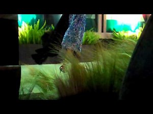 high winds blowing silk dress and cape with back light