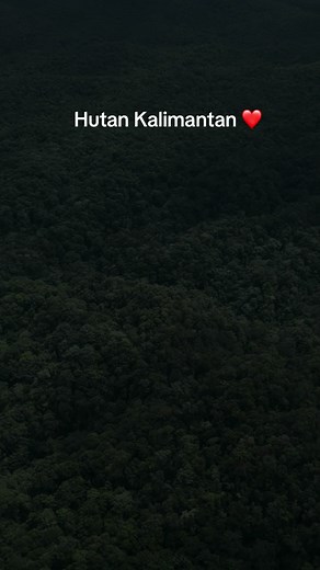 Hutan Kalimantan: Keindahan dan Keunikan Alam