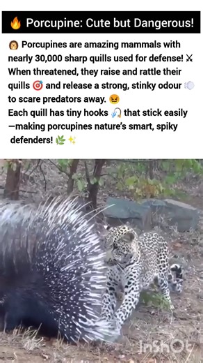 ⚠️Don't touch a Porcupine🦔#porcupine #animals #nature #wildlife #shorts