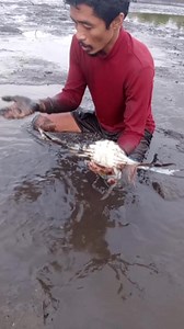Lambay😱 #muddylife #muddy #crabhunting #Crabslover #crabs | Manginhasay Vlog