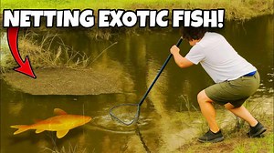 This canal looked empty - then the water exploded with fish