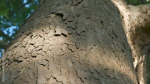 Texture of tree bark. The bark of an old large tree. The texture of the tree bark.