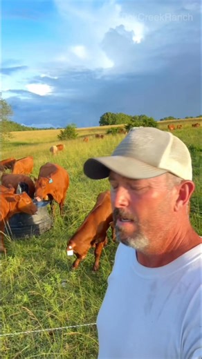 Baking soda on the ranch? Yep — it helps prevent bloat, boosts digestion, and keeps your cattle healthy. A simple fix that can save lives! #RanchTips #CattleHealth #Bloat #reels #diy #cows #ranchlife #farmlife #farm #cattle #bakingsoda | Tick Creek Ranch