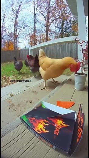 Spicy One Chip Challenge with a Chicken #viral #funnymoments #funnyanimals #fyp #spicy