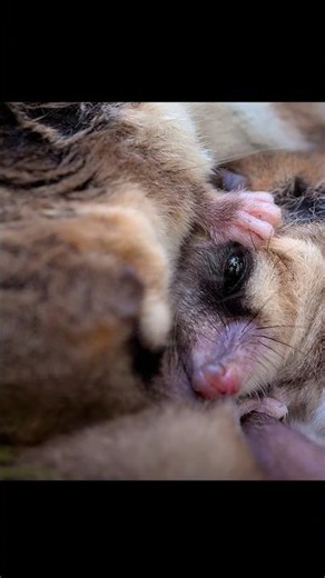 Even in the Wild, They Have Roommates#wildlife #animals #shorts #video