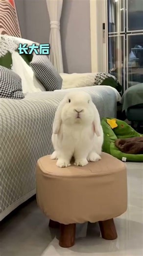 Adorable Baby Rabbits - Cutest Moments