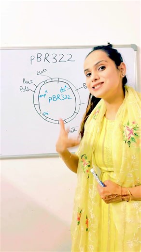 pBR322 Vector – 3 Important Features for Class 12 Boards 🔬