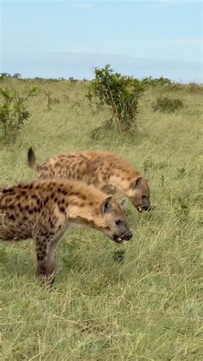 Turn Up the Volume 🔊 Hyena Calls Echoing Across Africa