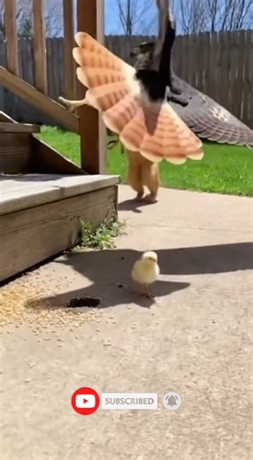 House Cat Explodes at Hawk Diving for Chick