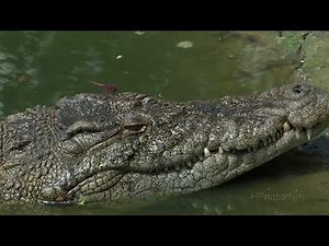 Caprivi Impressionen - Caprivi impressions