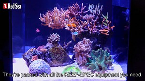 If you are searching for a modern looking hassle-free tank, or simply taking your first steps in reefkeeping and looking for a safe and easy start – Red Sea has you fully covered with the new MAX NANO Peninsula and classic MAX NANO Cube, the Plug & Play systems that allow you to quickly set up a new tank and enjoy its beauty without worrying about component selection and compatibility. For more information on the MAX NANO series, visit our website: https://bit.ly/3lvBZBh Join our Facebook group: