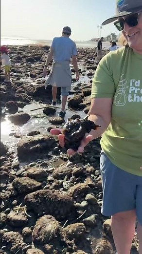 Tide Pools in Ventura, CA