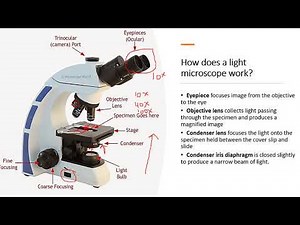 Chapter 1.1: Introduction to Cells and Microscopy