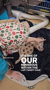 The world has been nothing but cruel to Lady Bug. She was forced to live outside, chained in a yard. Forced to be a money making machine for her monster of an owner. Only in a state of near death, would the monster agree to surrender her. And now we want to save her life. Lady Bug is currently being rushed to the emergency vet. We will do everything that we can to help her. Not only for her, but also for the puppies waiting at the shelter for their mom to come back. Yes, you read that correctly—