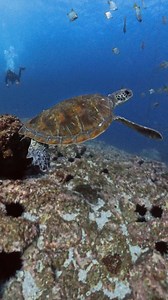 Looks like a great day for close encounters at Fish Rock. . . . #southwestrocks #fishrock #carchariastaurus #greynurse #raggedtooth #sandtiger #wobbwgong #clownfish #nemo #turtle #greenturtle #australia #southwestrocks #sharkdiving #sharks #savesharks #visitnsw #seeaustralia #savethesharks #sharksterritory #saveoursharks #macleayvalleycoast #insta360 #insta360x4 | South West Rocks Dive Centre