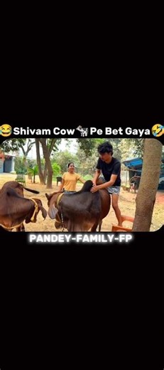 Shivam Cow Par Baithte Hi Gir Gaya🐄😂🤣#ginnipandey #withpandey #funny #shortsfeed #viral