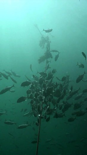 Big eye trevally | Ocean Reality Channel