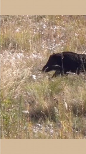 “Wild Boar Hunting Adventure: Tracking the Beast in the Wilderness”#BoarHunting #WildBoar#Wildlife