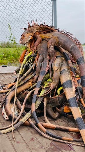 Book your trip at www.floridaoutdoorcompany.com #Adventure #Iguana #IguanaHunting #Hunting #SouthFlorida #Redneck #Outdoors #Florida #FortLauderdale #Miami #WestPalmBeach | Florida Outdoors Company