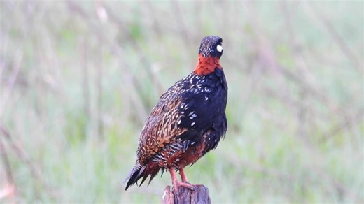 Black francolin calling (Francolinus francolinus) India. | BIRDS & Nature