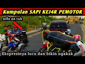 Kumpulan Video Lucu Dikejar Sapi || Super Seru dan Ngakaakkk
