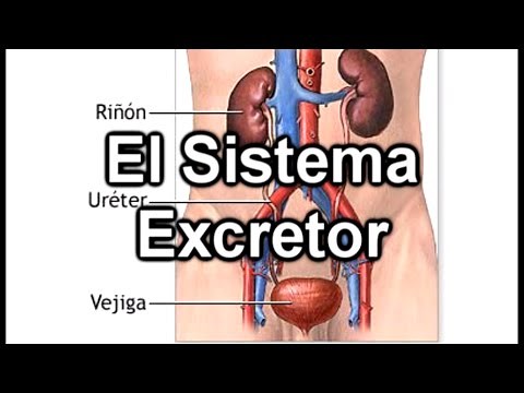 El Sistema Excretor - Documental de Biología