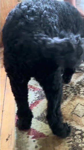 Puppy plays with giant Newfie-Poo!