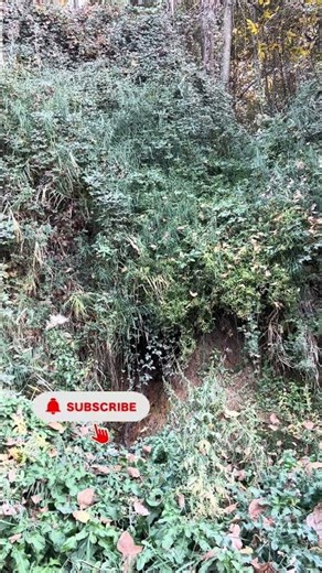 Hidden Forest Spring 💧🌿 | Pure Nature Sounds #Shorts