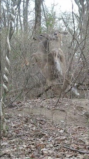 Deer Standing on Their Hind Legs, Kicking and Grunting (4K) 🦌🦌‼️