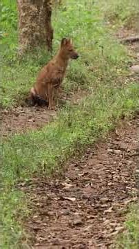 Red Wolves in Action: Dholes Plan Their Hunt 🐺🔥 #dholes #wilddogs #wildlife #animals #hunting