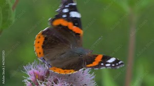 red admiral butterfly, Vanessa atalanta, close up wing markings, feeding collecting nectar on pink flower, hemp agrimony