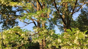 Robinia pseudoacacia tree or black locust plant in flowering season. White fragrant flowers.
