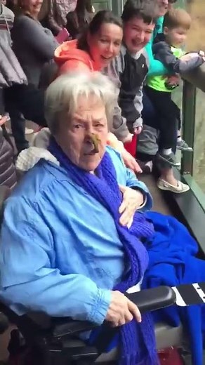 It Got Grandma!: Chimp at Zoo Throws Poo in Grandma's Face!