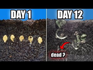 SQUASH (Zucchini) Timelapse Growth