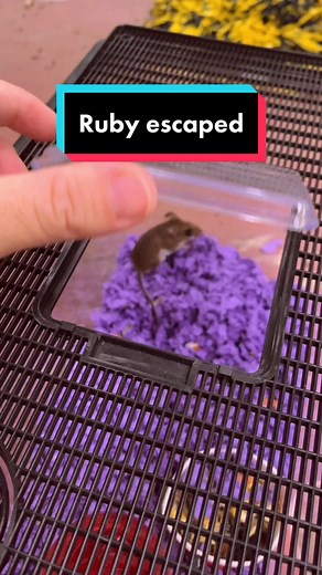 Reply to @nimulot I’ve been quarantining them on the porch with daily bot fly checks, just to be safe 😅