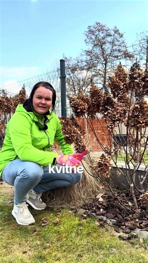 Ako strihať metlinatú hortenziu: návod