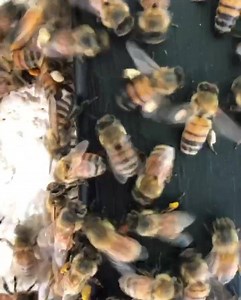 36 reactions | ⁣ See the different colors on their back legs? We call those pollen pants! ⁣ ⁣ When a bee visits a flower, the pollen jumps from the flower onto her body. This is because of an electrical charge from the bee. She then combs the pollen to her hind legs using her salivia/nectar. ⁣ ⁣ #didyouknow⁣ #pollenpants⁣ #apismellifera⁣ | How’s Your Day Honey | Facebook