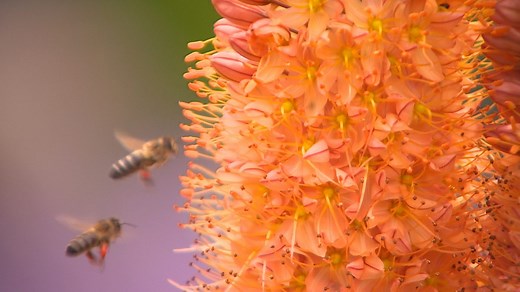 Planting Foxtail lilies