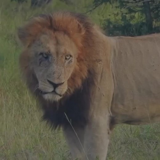 Coming too close 🩸 #lion #wildlife