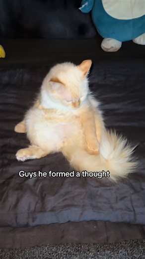 Understanding Your Cat's Grooming Behavior