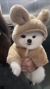 So cute 💕 | Quotes Of Dog