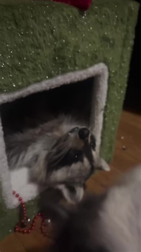 Diddles is sleepy in this cold snap but putting in an effort to stay awake to play for a while, Violet and Mauser just got a bunch of new squeaky toys so he knows he has his work cut out for him to #diddlesdoes #raccoons #cuteanimals #raccoon #animal