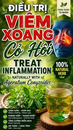Natural Sinus & Allergy Relief With Ageratum Conyzoides Herb 🌿✨