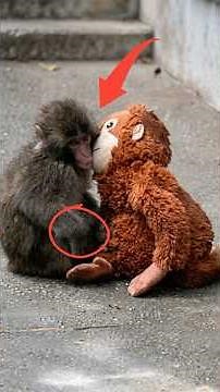 Monkeys Don't Kiss! The Unbelievable Human Behavior of Baby Punch #punch #punchmonkey #monkey